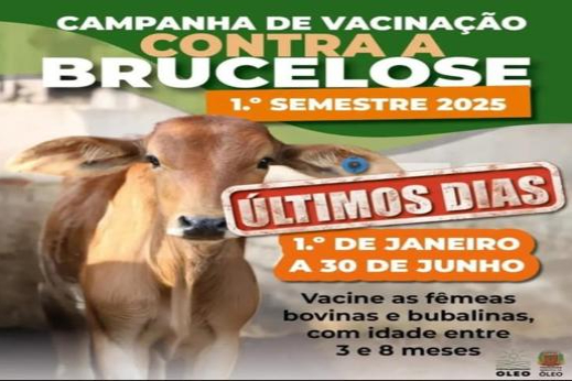VACINAÇÃO CONTRA  A BRUCELOSE