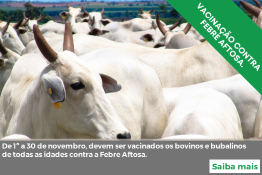 Campanha de Vacinação contra a febre aftosa no Estado de São Paulo acontece de 1º a 30 de novembro.